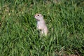 Juvenile RichardsonÃ¢â¬â¢s ground squirrel